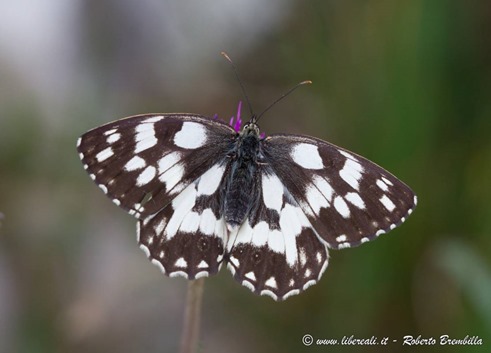 32_Melanargia galathea_Ortanella-005 (FILEminimizer)