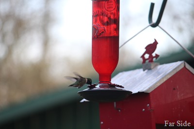 Hummer at the feeder