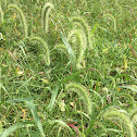 Fountain grass