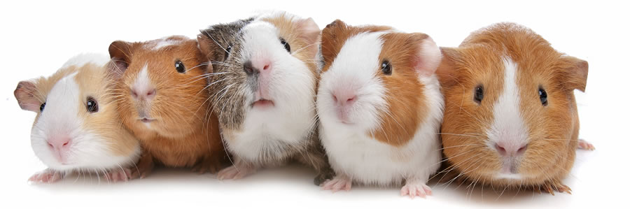 파일:external/www.guinea-pig-information.co.uk/cute-guinea-pigs.jpg