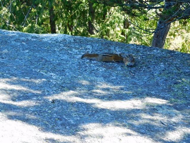 C064_CAN BC Stawamus Chief Prov Park_2018-08-06_DSCN2049