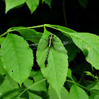 Cobra Clubtail