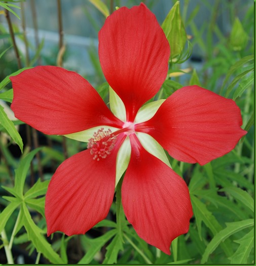 Hibiscus coccineus 1