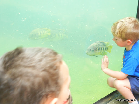 boy at aquarium