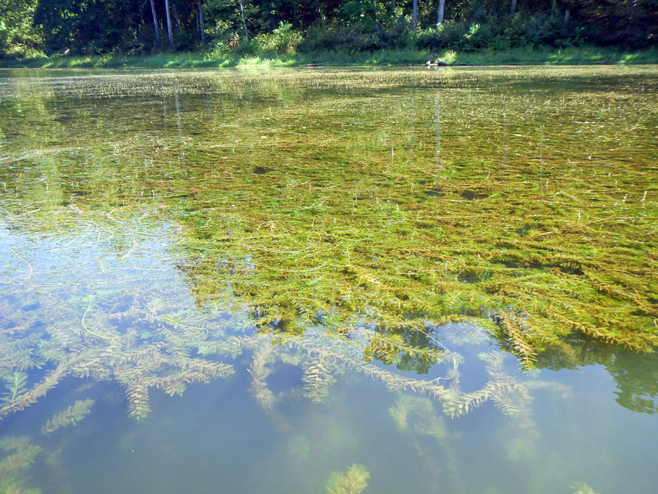 Уруть колосовидная (Myriophyllum spicatum)