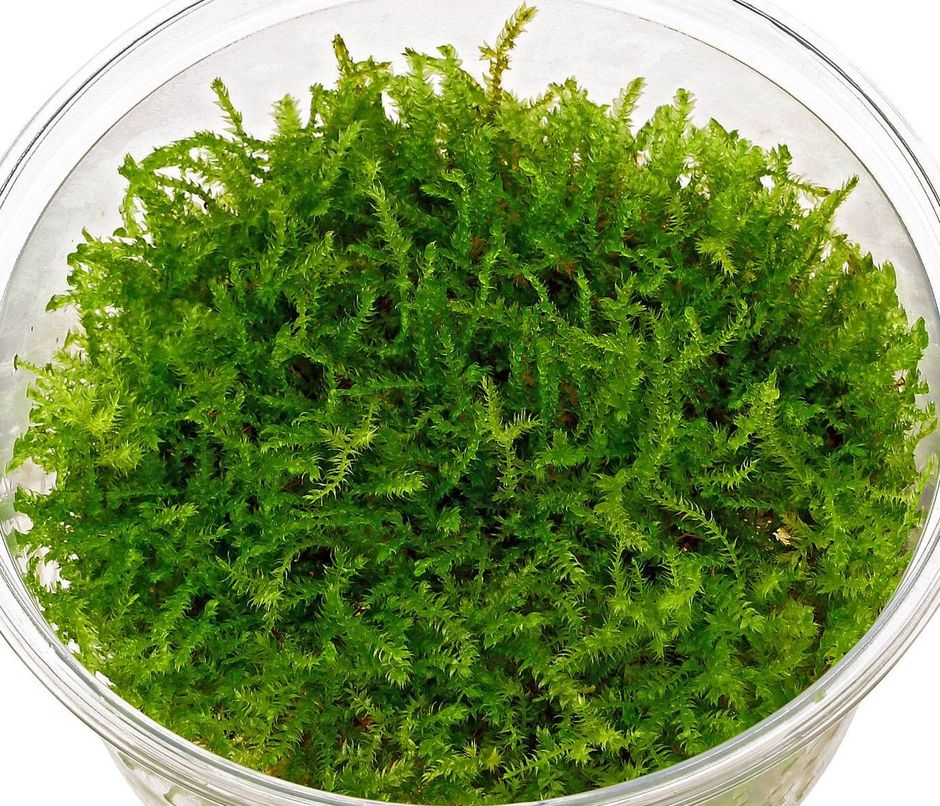 Мох рождественский (Christmas Moss) (Vesicularia montagnei)
