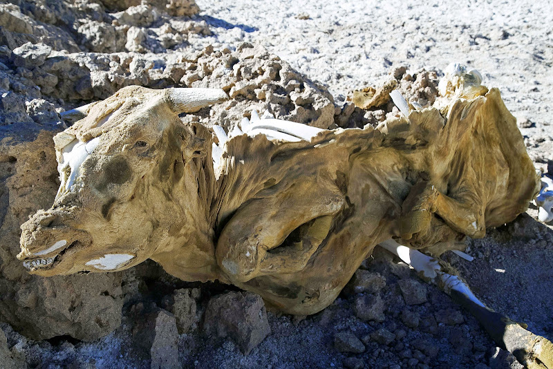 III REGION ATACAMA: COPIAPÓ / RUTA DE LOS SEISMILES - CHILE Y BOLIVIA POR CARRETERA: DE SANTIAGO AL SALAR DE UYUNI (48)