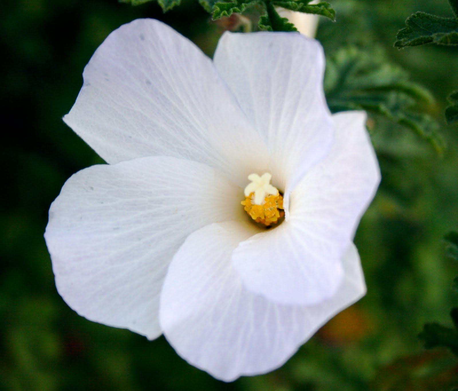 blue hibiscus wedding