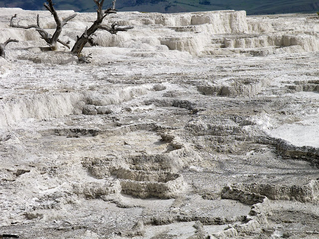 DIA-4. Mammoth Springs, Tower, Lamar, Beartooth Pass y Cody. - Los fascinantes parques del oeste americano. (12)