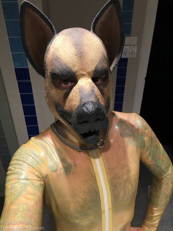 Gpup Alpha in his rubber pup gear