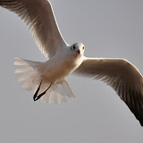 Gaviota en busca de alimento