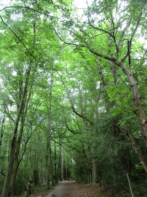 CIMG8584 Through Hurst Wood