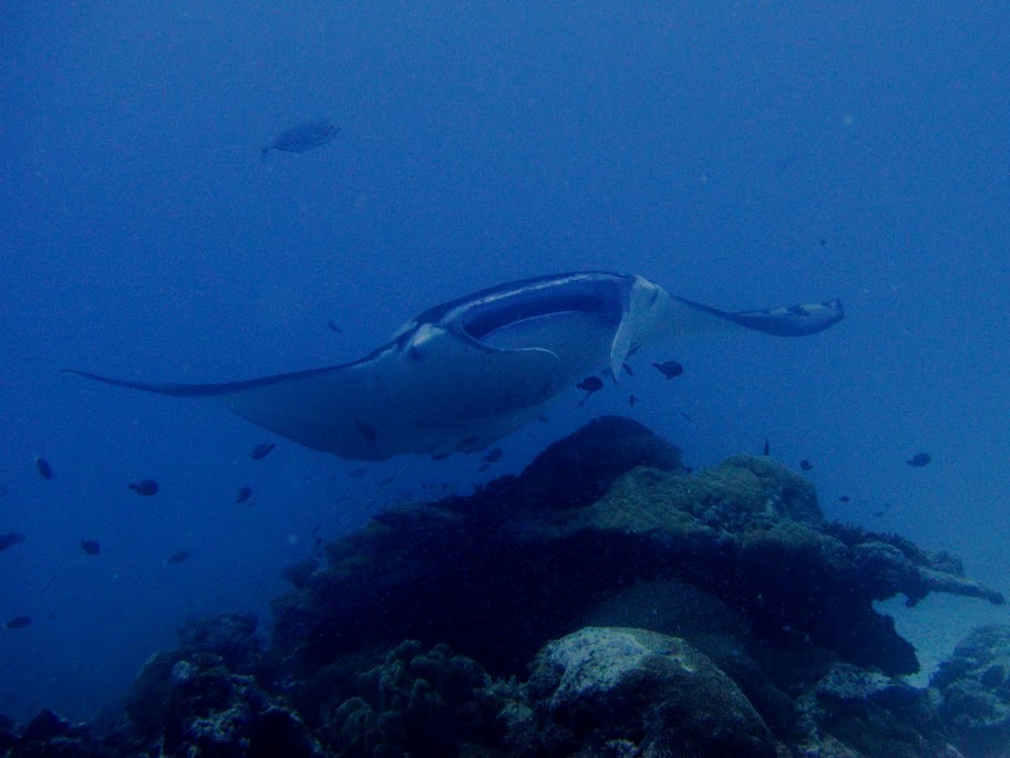 111104%252520Palau159.JPG