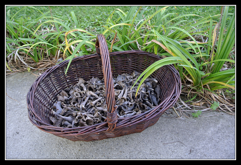 Par ici les ramasseurs de champignons... - Page 4 _DSC5282