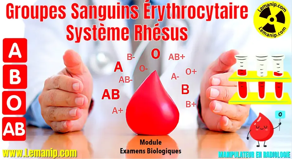 Groupes Sanguins Et Système Rhésus