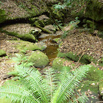 Fern tree and steep gully near Stringy Bark Point campsite (368950)