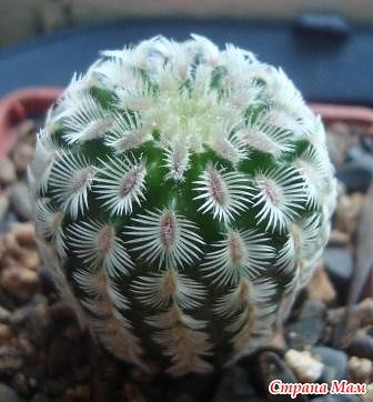 мой райский сад:) - Страница 8 Echinocereus%2520rigidissimus%2520v%2520rubinispinus