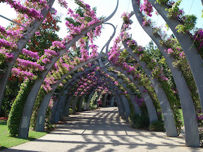 Flowered walkway by Griffith University