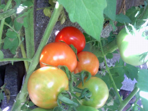 Tomato Plant