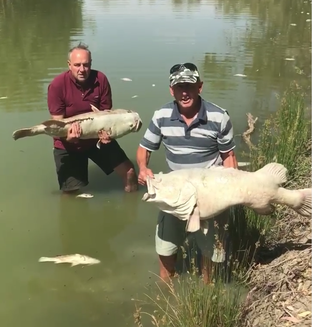 Menindee resident Dick Arnold and Rob stand in the Darling river above weir 32 each holding a hundred year old fish, 7 January 2019. These Murray cod have lived through the highs and lows of this system however could not survive this human-made disaster. Up to a million local fish have perished in the smothering conditions caused by the blue-green algae event. Photo: Tolarno Station