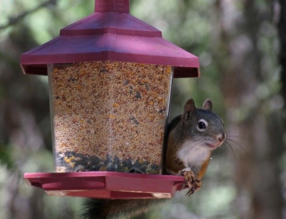 Red Squirrel2