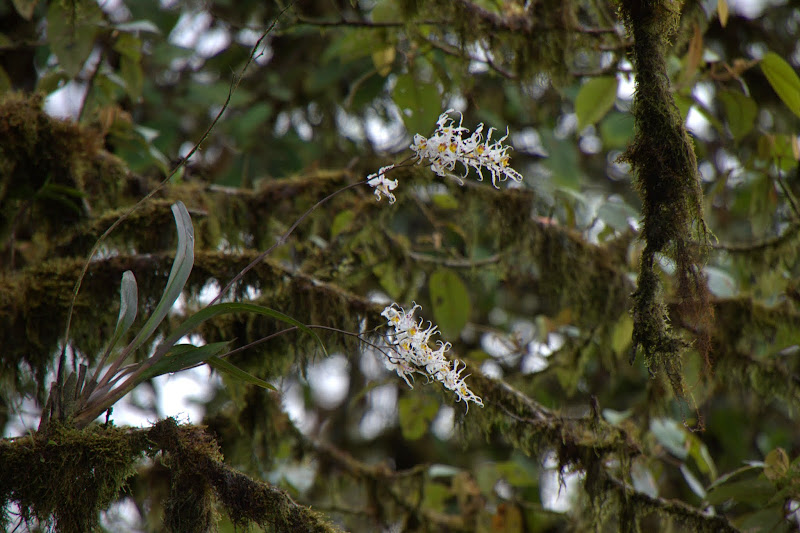 Oncidium (Odontoglossum) cirrhosum IMG_4038