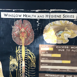 Vintage Denoyer Geppert Anatomy Chart #2