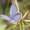 Eastern Tailed Blue