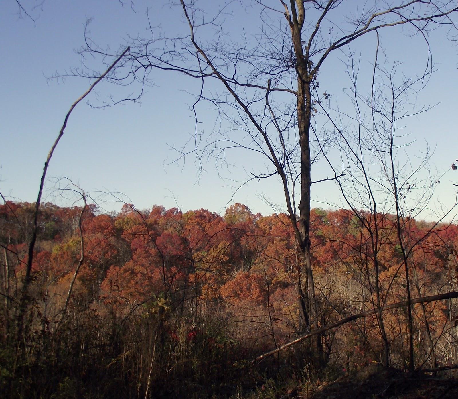 fall leaves decorations