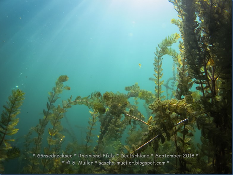 2018.09.30 Gänsedrecksee by Sascha Mueller 0057