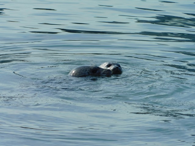 C06_CAN Vancouver Stanley Park_2018-08-05_DSCN1965