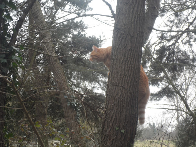 Cambridgeshire wildcat