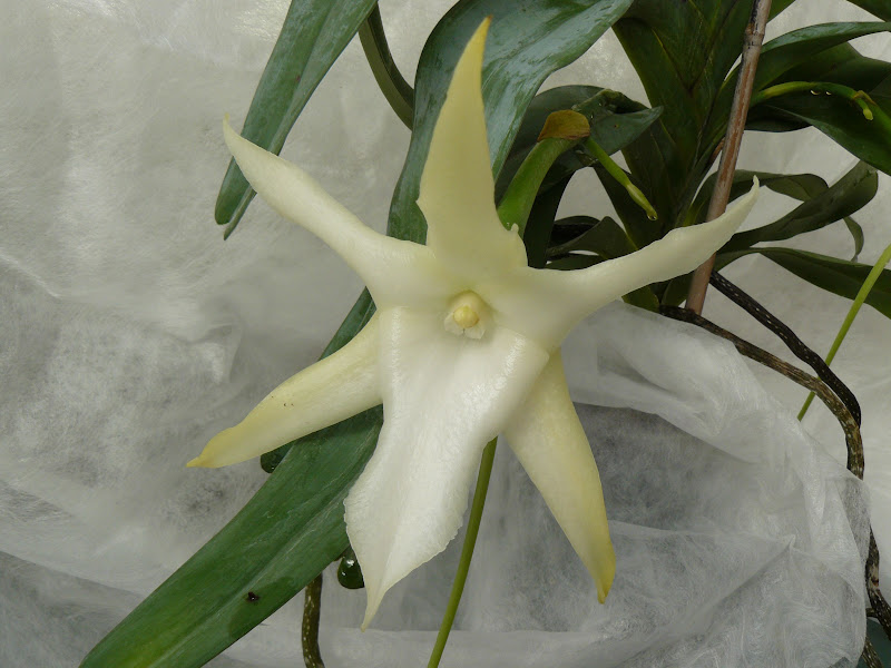 Angraecum sesquipedale P1050475