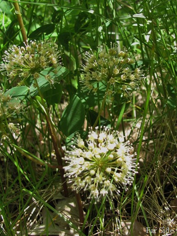 Wild Sasparilla Aralia Nudicaulis