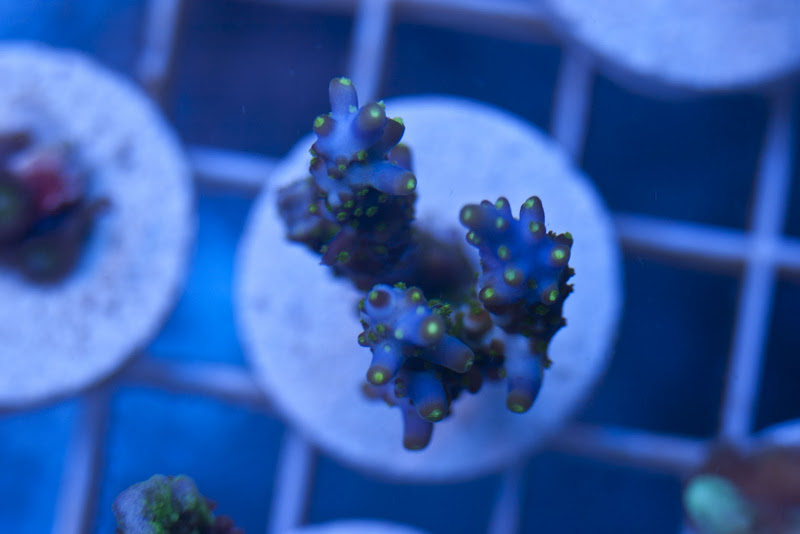 CRW 3869 - SPS and Zoa frag packs