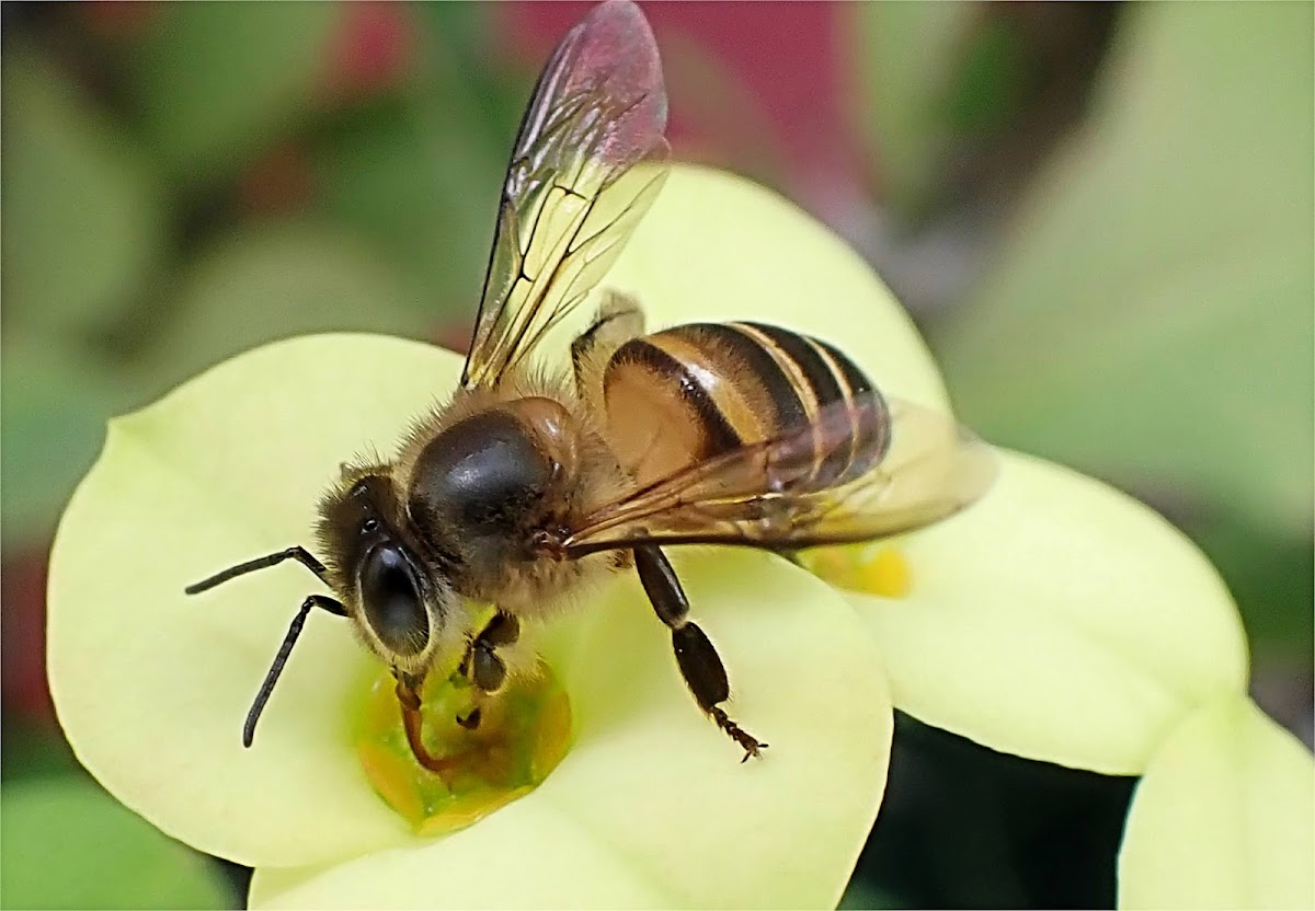 Asian Honeybee