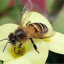 Asian Honeybee