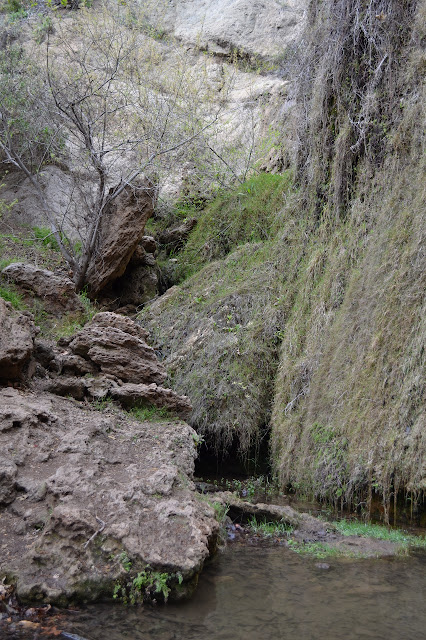 some of the rocks and grasses to the side of the waterfall