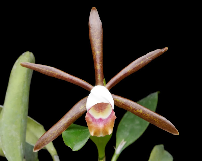 Cattleya araguaiensis P1060128