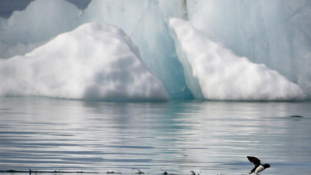 A little auk (Alle-alle) flies near the Kronebeene glacier in the Svalbard archipelago, in the Arctic Ocean, on 21 July 2015. Photo: Dominique Faget / AFP / Getty Images