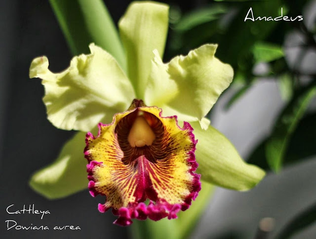 Cattleya Dowiana Aurea IMG_2453