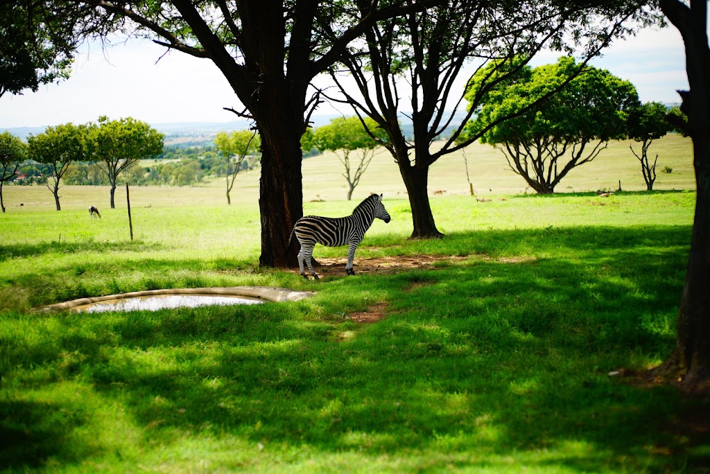 cheetah, ostrich, jiraffe and cub interaction at Lion Park, Johannesburg