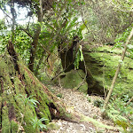 Bird Nest Ferns (360092)