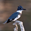 Belted Kingfisher