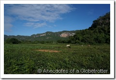 Arriving at the plantation