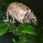 Broad Nosed Weevil