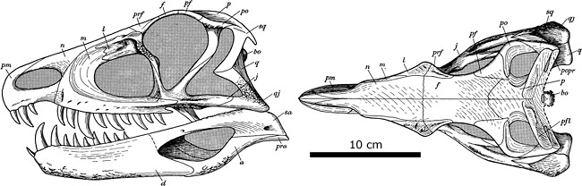 파일:external/www.ucmp.berkeley.edu/ornithosuchus_skullviews.jpg