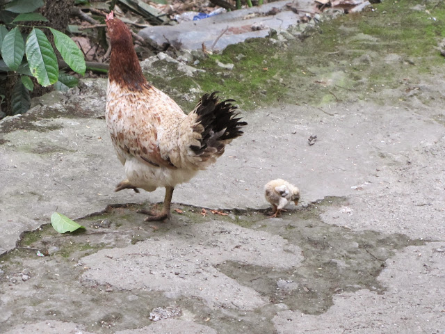 Вьетнам-онлайн, 2 недели, Ханой - Сайгон 13.04.15 - 27.04.15, одиночный трип