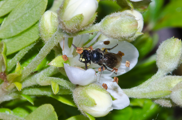 Hylaeus assimulans is one of the seven species of yellow-faced bee to receive Endangered Species Act protection. Photo: Matthew Shepherd / The Xerces Society