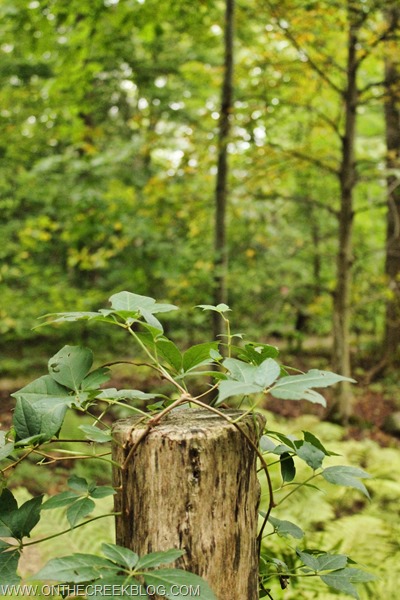 fence post with greenery